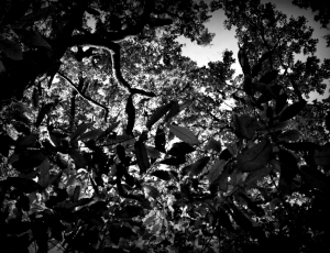 Photo forêt de Chizé