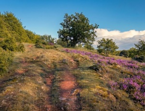 hautibus_parcours