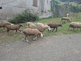 L’Ossau à la portée de Zaméla - Indiana Sherlock's