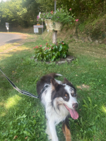 À fond les wagons ! - Les Zétwix