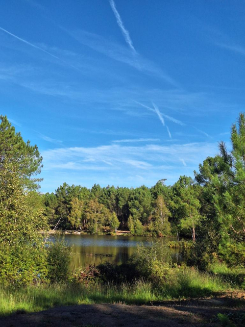 Dans les bois de Morphée … - Azumii