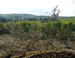 L’empreinte du loup