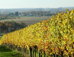 Le Domaine du siorac : le vignoble