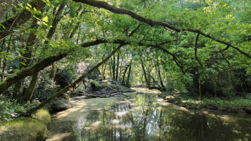 La Bête au Bois-Pouvreau - CHRYS44971