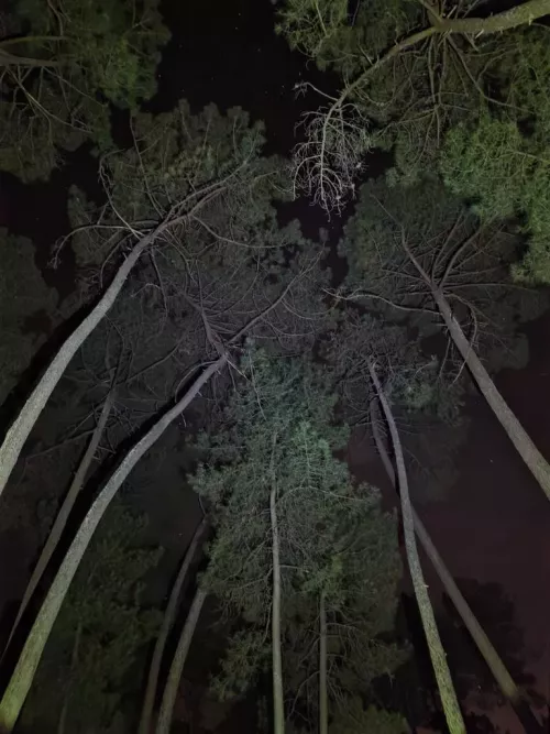 Dans les bois de Morphée … - Les Bouseuses